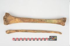 Foto von Menschenknochen (NHMW-PRAE-026362a)